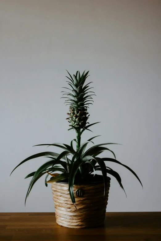 a green plant in a woven basket sitting on a wooden table