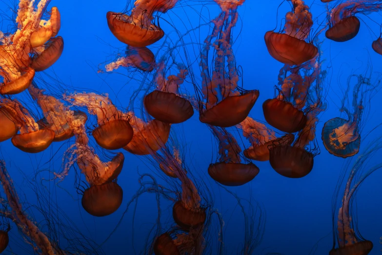 jelly fish hanging upside down in the water