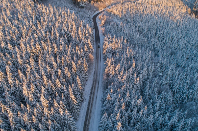 aerial view of trees on both sides of the road