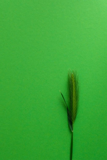 a small leaf sticking out of a green surface