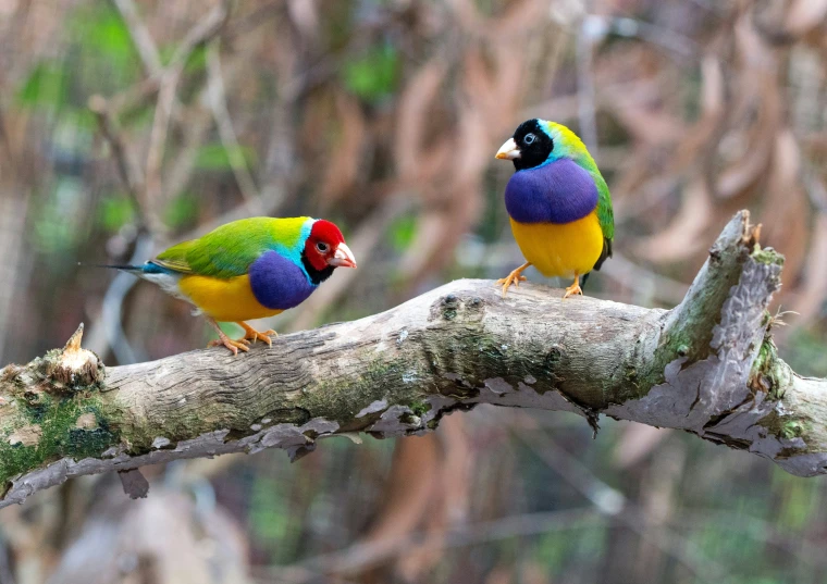 two different birds are perched on a tree nch