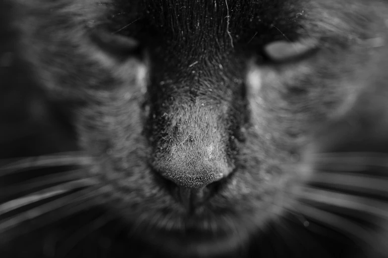 a close up of the nose and ears of a cat