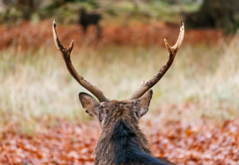 there is an image of an animal that has its head up