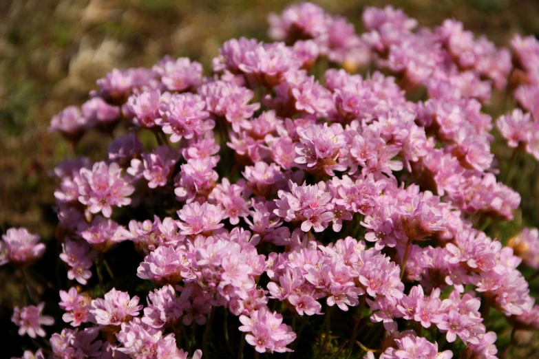 this pink plant has very small flowers blooming