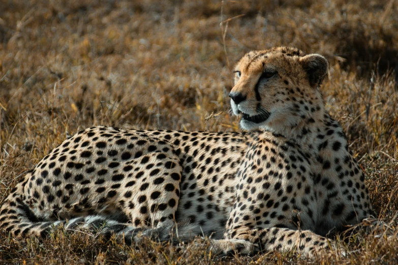 the cheetah has rest on the ground, looking away