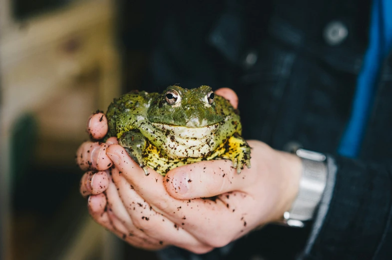 a frog in the palm of someones hands