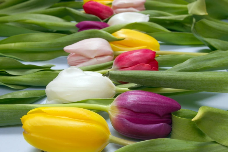 some colorful tulips on a white surface