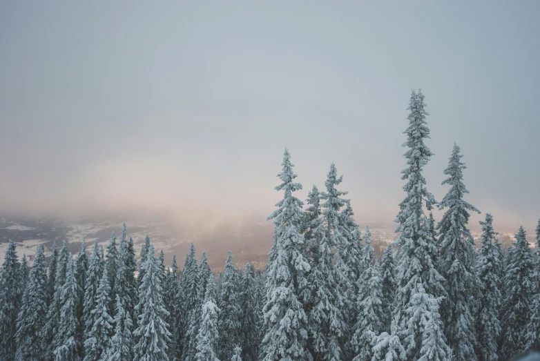 a snowy landscape with a tree line under a gray sky