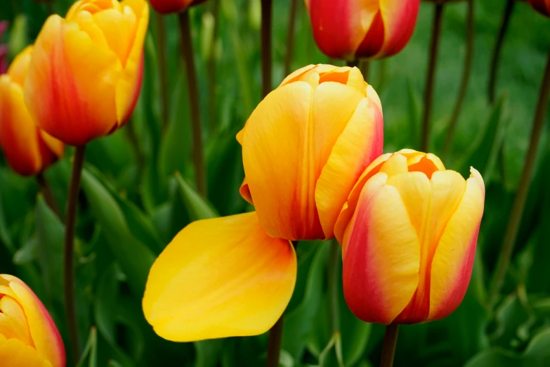 many yellow and pink tulips in a field