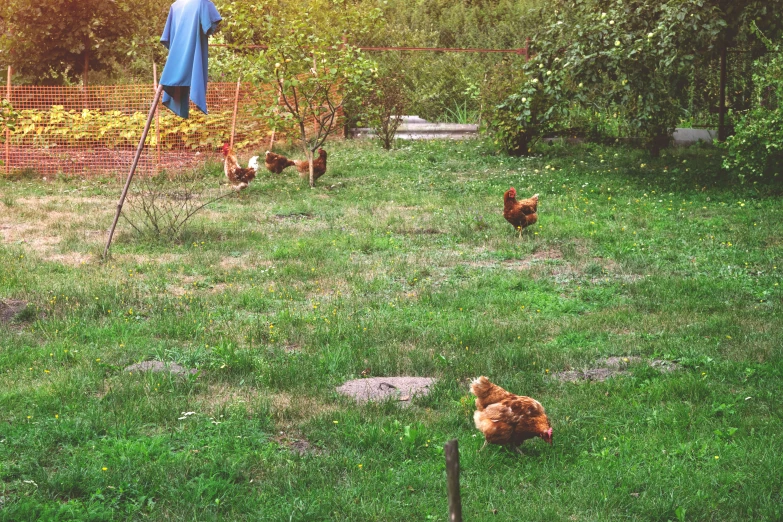 chickens stand on the grass next to an apple tree