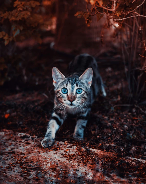 a striped cat walking through an area with plants and dirt