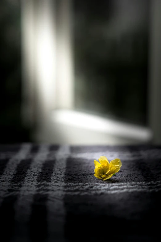 the small yellow flower is laying on a bed