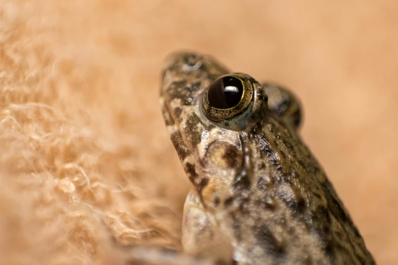 a frog looks into the camera with his eyes wide open