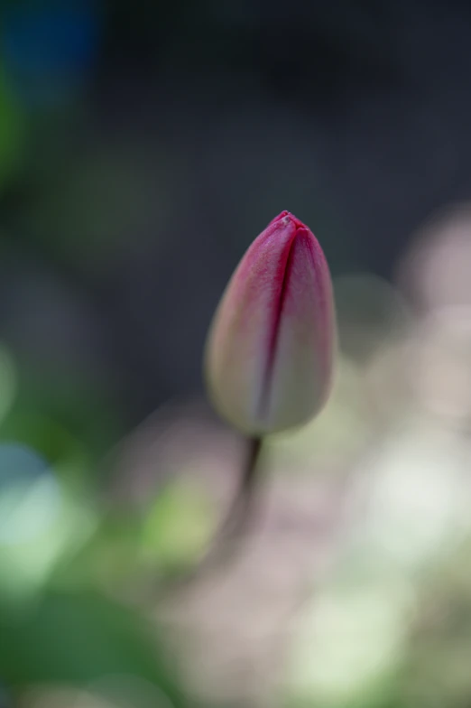 a single flower bud poking out from the ground