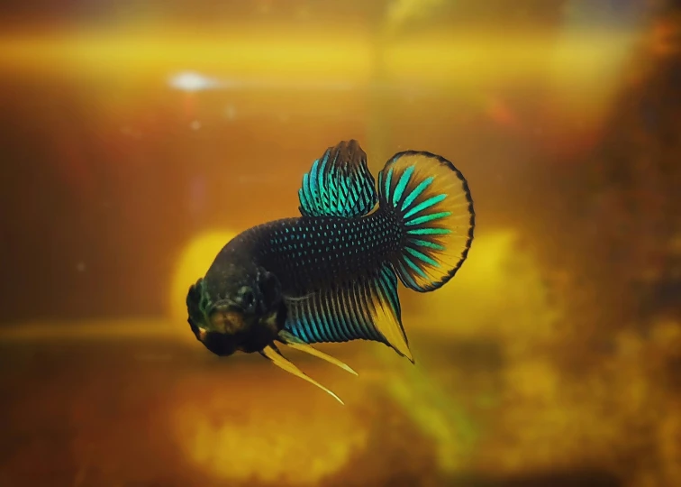 a black and turquoise colored bethel fish in water