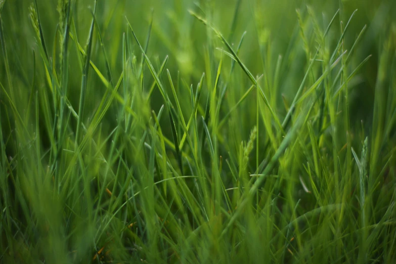 green grass, with small leaves on the top and bottom