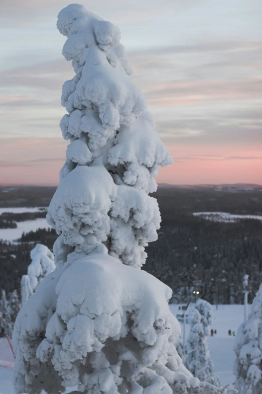 the very tall tree is covered with snow