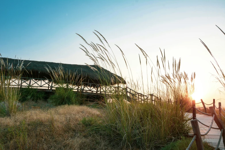 a grassy path going through tall grass by a wooden dock