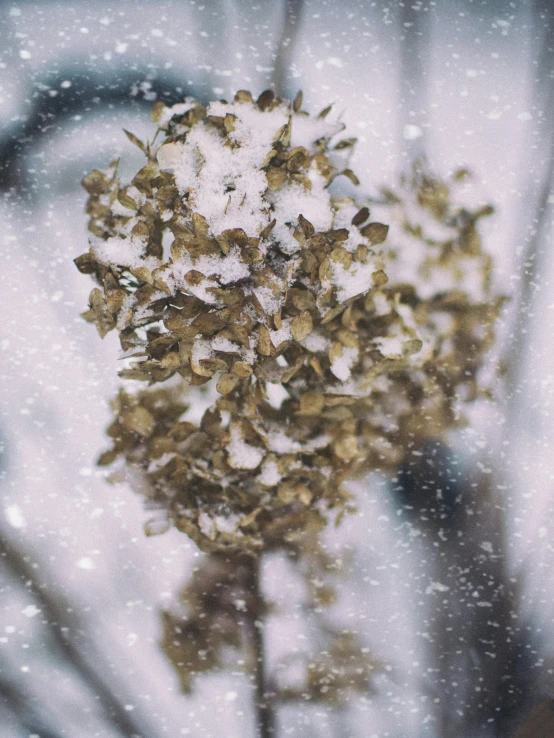 snow is on a bouquet of flowers outside