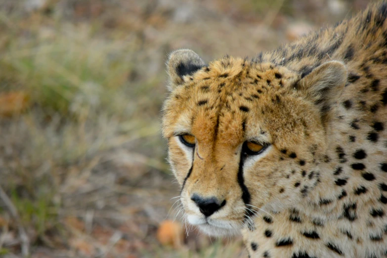 a close up of a cheetah in a field