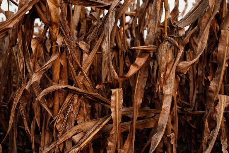 the stalks of corn are almost ready for the harvest