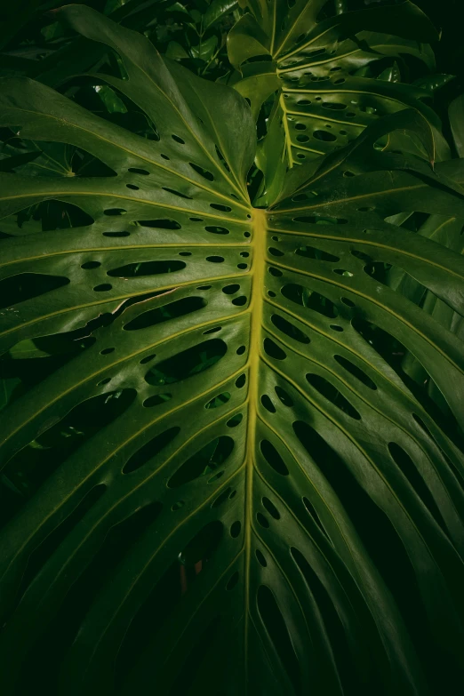 a large leaf of a plant that is green