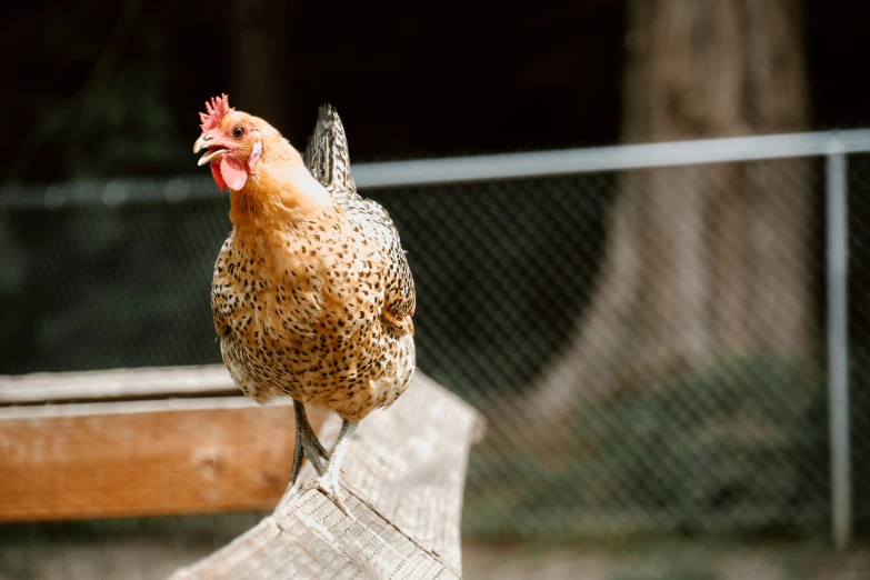 a close up of a chicken sitting on a bench