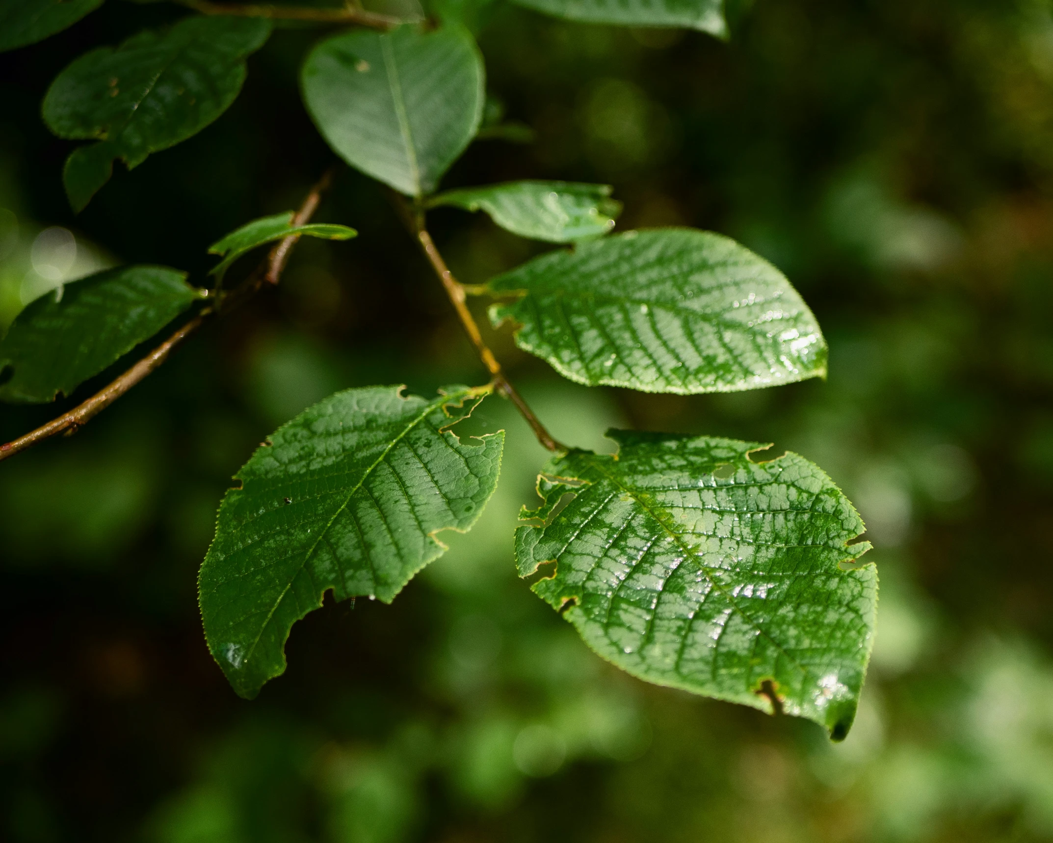 a close up of a green leaf with some other leaves behind it