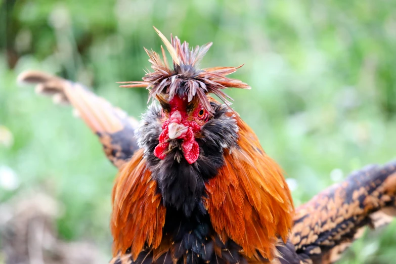 a rooster is out in the open looking