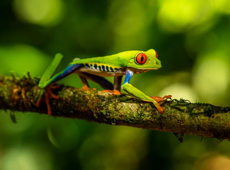 a brightly colored frog sits on a tree nch