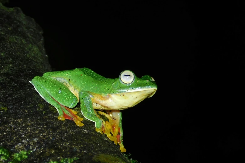 the green frog is sitting on the rock