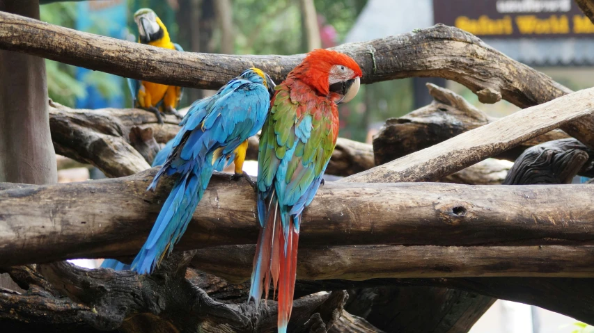 two colorful parrots perched on a large nch