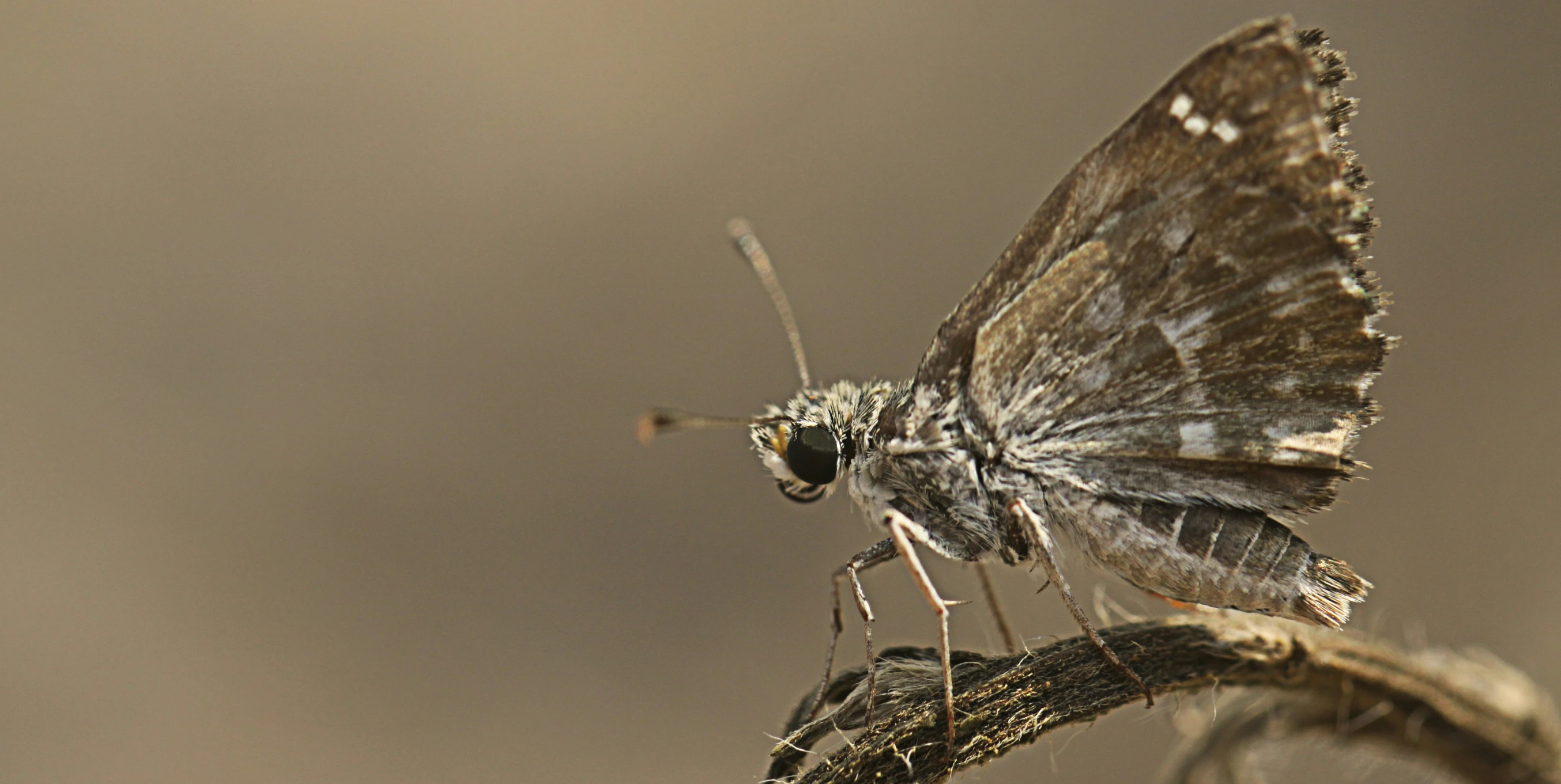 this insect has brown and black spots on its body