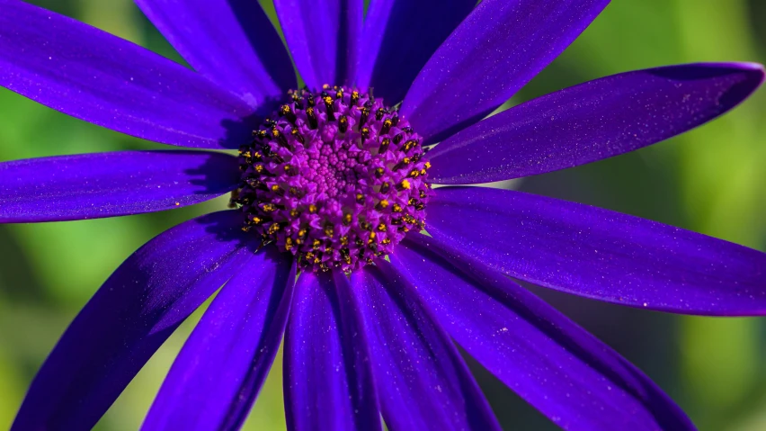 a closeup s of a purple flower