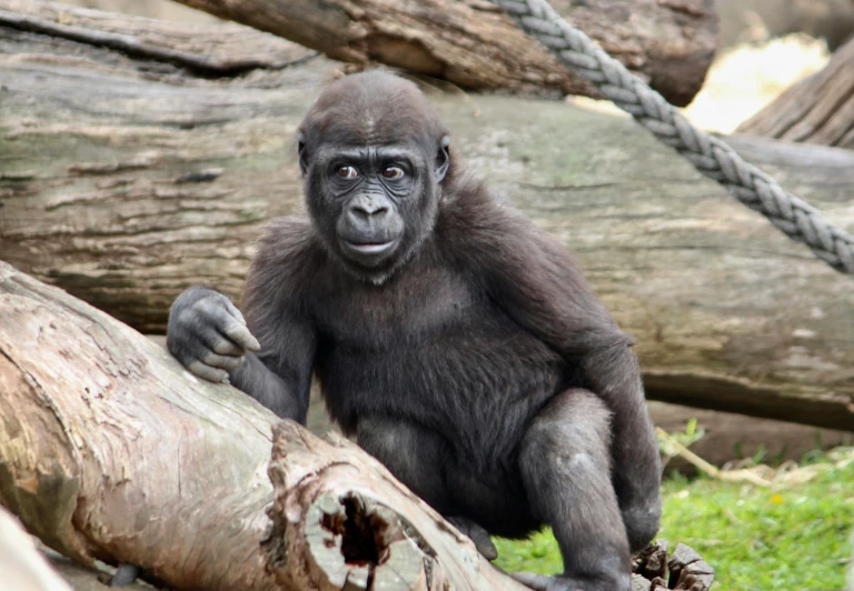 a monkey sitting on top of a log