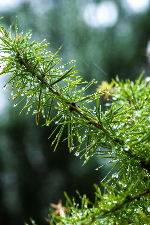 a plant that has dew on it