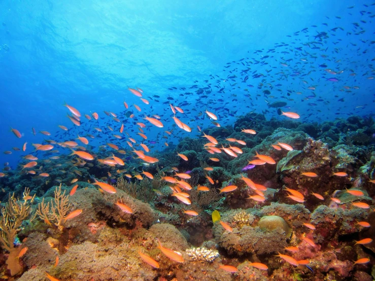 a bunch of fish swimming on a seabed
