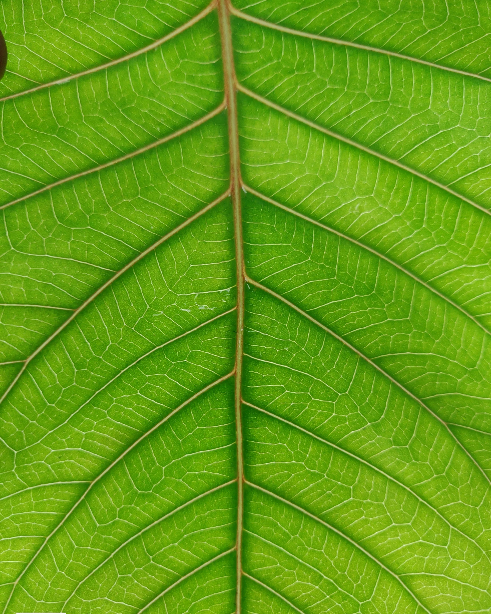 the top section of a green leaf