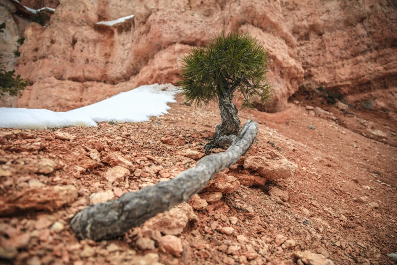 a small tree that is sitting on the dirt