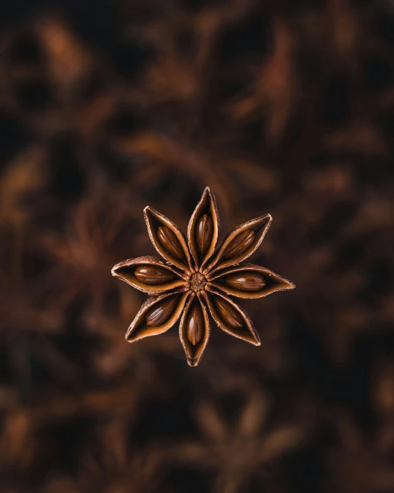 anise on top of a leaf in front of a dark background