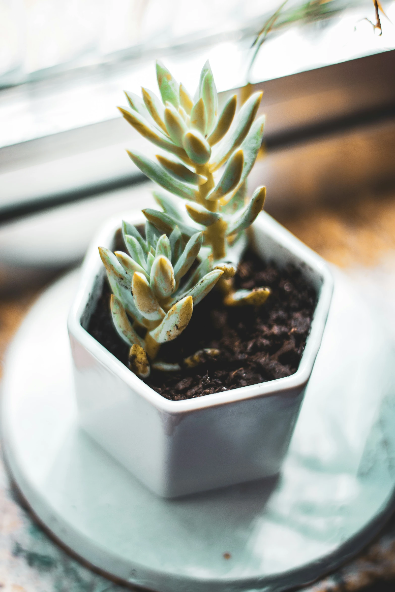 a white pot with a small plant in it