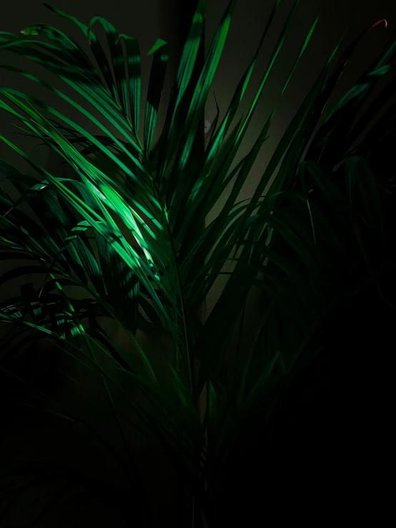 large palm tree with bright green lights shining in dark room