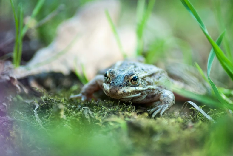 frog sitting in grass on the ground and looking in camera