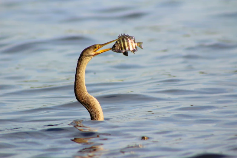 there is a duck in the water holding a fish