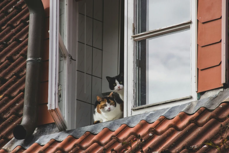 two cats sitting on top of a building with open windows