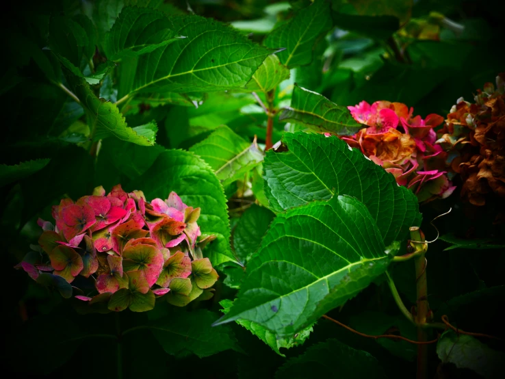 a bush with leaves and flowers sitting below the plants