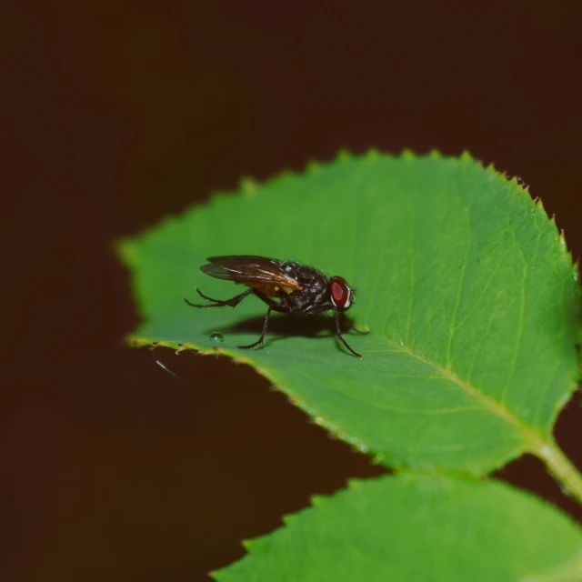 a fly is sitting on a leaf on the outside