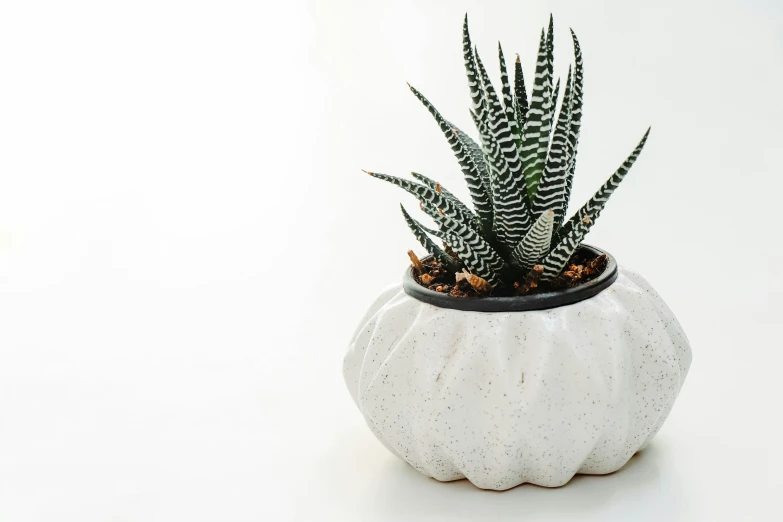 a plant in a large white container with a plant in it