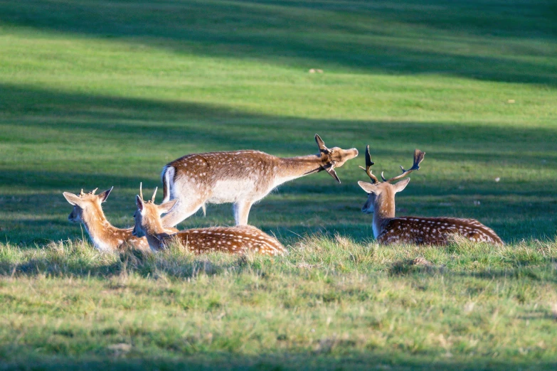 several deer in a field of grass one with its mouth open to see soing