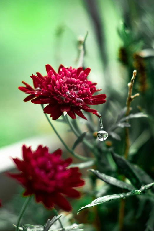 closeup of red flowers in vase and water droplets